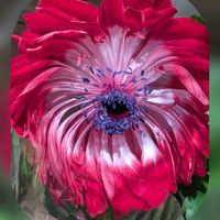 アネモネ,アネモネ,アネモネ,コデマリ,マーガレットの画像