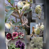 アネモネ,アネモネ,キンセンカ,シクラメン,ミツマタの画像