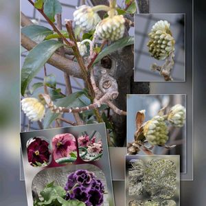 アネモネ,アネモネ,キンセンカ,シクラメン,ミツマタの画像