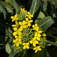 菜の花,ビタミンカラーの画像