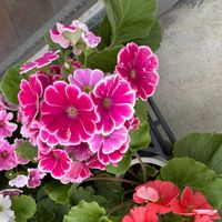 プリムラオブコニカの画像