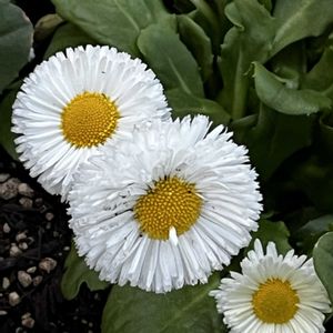 ダイアンサス,ダイアンサス,デージー,デージー,水仙の画像