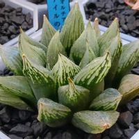 ナイルの一滴,ハオルチア属,多肉ちゃん,ボタニカルライフ,新芽の画像