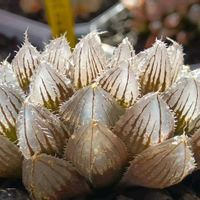 ハオルチア 巨大赤線オブツーサ,ハオルチア属,多肉ちゃん,ボタニカルライフ,新芽の画像