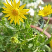 オダマキ,オダマキ,ミニバラ,ミニバラ,白梅の画像