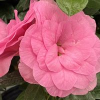 アザレアの画像