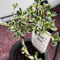 ハクチョウゲ,春が待ち通しいの画像