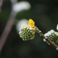 ミツマタ,カイヅカイブキ,山野草,野鳥,水辺の風景の画像