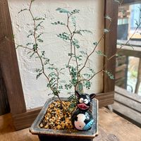 ソフォラ　リトルベイビー,ワンワン祭り,さわの瓢箪シリーズの画像