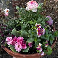 ラナンキュラス,ローダンセマム,スイートアリッサム ,ジュリアン,宿根ネメシアの画像