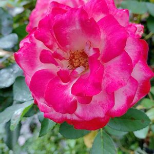 バラ,バラと夢CLUB,チーム岐阜,ユーミンつながり,がんに負けるな！の画像