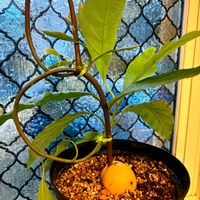 アボカド,アボカド,かわいい,観葉植物,グリーンのある暮らしの画像