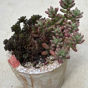 セダム,リトープス,サボテンの花,いつもありがとうございます♡(ᴗ̤ .̮ ᴗ̤ )₎₎の画像