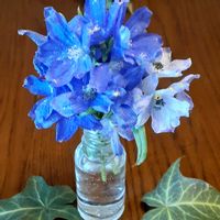 アイビー,デルフィ二ウム,自己流アレンジ,バラと夢CLUB,とにかくGS 楽しもう！の画像