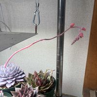 エケベリア ブルーバード,多肉植物,エケベリア属,多肉のある暮らし,多肉の花芽の画像