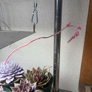 エケベリア ブルーバード,多肉植物,エケベリア属,多肉のある暮らし,多肉の花芽の画像