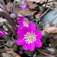 ミスミソウ,ユキワリソウ,タンポポ,タンポポの綿毛,ハコベの画像