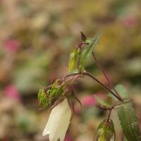 ホタルブクロ,花のある暮らし,庭の宿根草,花いろいろ,癒しの花の画像