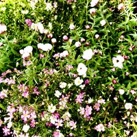 カスミソウの画像