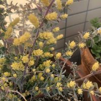 ロータス ブリムストーン,ベランダの画像