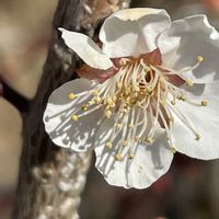 ウメ,花壇,ガーデニング,果樹,樹木の画像
