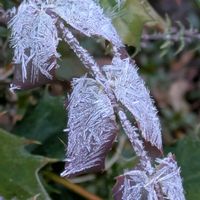 ヒイラギナンテン,ヒイラギナンテン,霜の花,メギ科,メギ属の画像