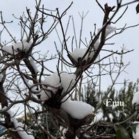 ハナミズキ,ハナミズキ,ガーデンシクラメン,ハナミズキ（花水木）,野鳥(ハクセキレイ)の画像