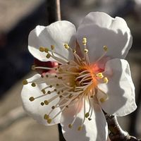 ウメ,花壇,ガーデニング,果樹,樹木の画像