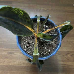 花が好き,無農薬❤家庭菜園,野菜が好き,三ツ星品質モニター　PR,クロロフィツムモニターの画像