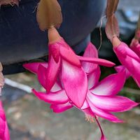 山野草,スマホ撮影,棚の画像