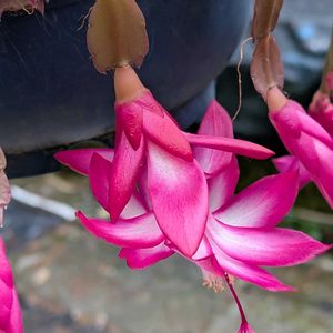 山野草,スマホ撮影,棚の画像