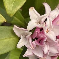 ジンチョウゲ,花壇,ガーデニング,樹木,庭木・花木の画像