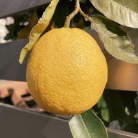 レモン,レモン,花壇,果物,ガーデニングの画像