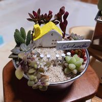 多肉箱庭,ソックモンキー,マルシェ出店の画像