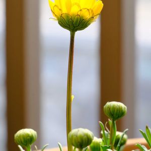 ベランダガーデニング,癒し…♡,可愛い❤,お花のある暮らし,おうち園芸の画像