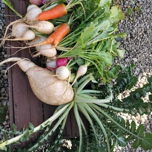 菜の花,黒田五寸人参,もものすけ,桜島大根,桜島大根の画像