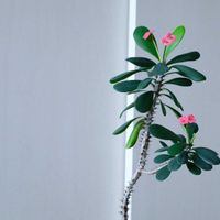 ハナキリン,多肉植物,観葉植物,ユーフォルビア,リビング・ダイニングの画像