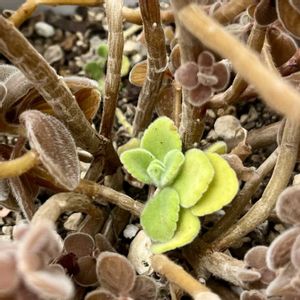 アロマティカス,ジャングル化計画,ベランダの画像