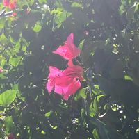 ブーゲンビリアの画像