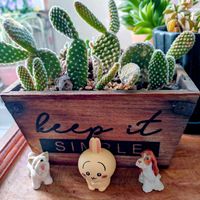 サボテン,ベランダガーデン,癒し,メジロ,今日のお花の画像