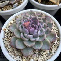 ミックスベリア　ブルーベリームーン,多肉植物,多肉中毒,多肉のある暮らし,多肉女子の画像