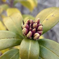 カシワバアジサイ,ジンチョウゲ,プリムラの画像