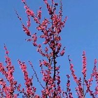 ハナモモの画像