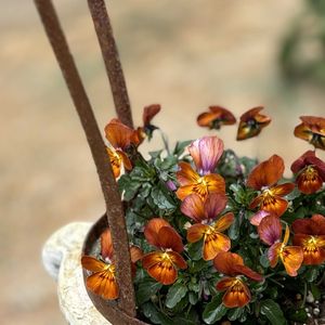 ビオラ,すみれ図鑑,ガーデン雑貨,アイアン雑貨,アンティークビオラの画像