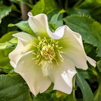 クリスマスローズ,花壇,玄関前,お花のある暮らし,小さな庭の画像