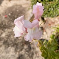 キンギョソウ,キンギョソウ,散歩の写真の画像