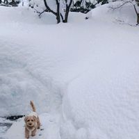 グラプトペタルム　ブロンズ姫,グラプトペタルム属 ヴェラ ヒギンス,多肉植物,耐寒性,ワンワン祭りの画像