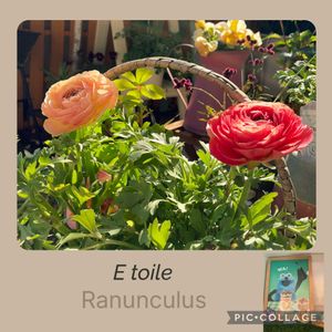 ラナンキュラス,ラナンキュラスエトワール,ベランダガーデン,ガーデニング,バルコニー/ベランダの画像