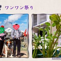 パクチー,過去pic,スイス,スイスアルプス,ワンワン祭りの画像