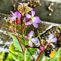 金柑,ハマダイコンの花の画像